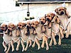 Анекдот дня