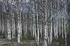 Березовый сок для здоровья и красоты